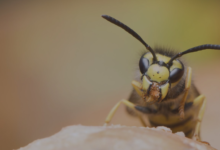 Wasp Exterminator Services: Why You Shouldn’t Wait to Act