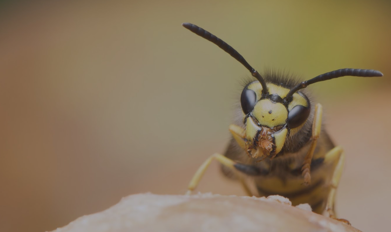 Wasp Exterminator Services: Why You Shouldn’t Wait to Act