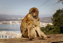 telugu movie download guide