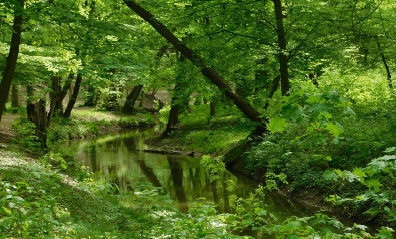 apex stream growth path