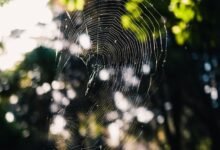 web entity classification noise detection