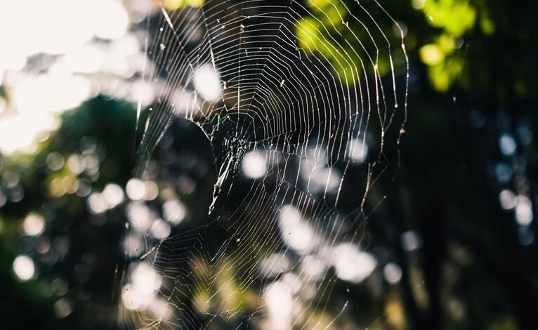 web entity classification noise detection